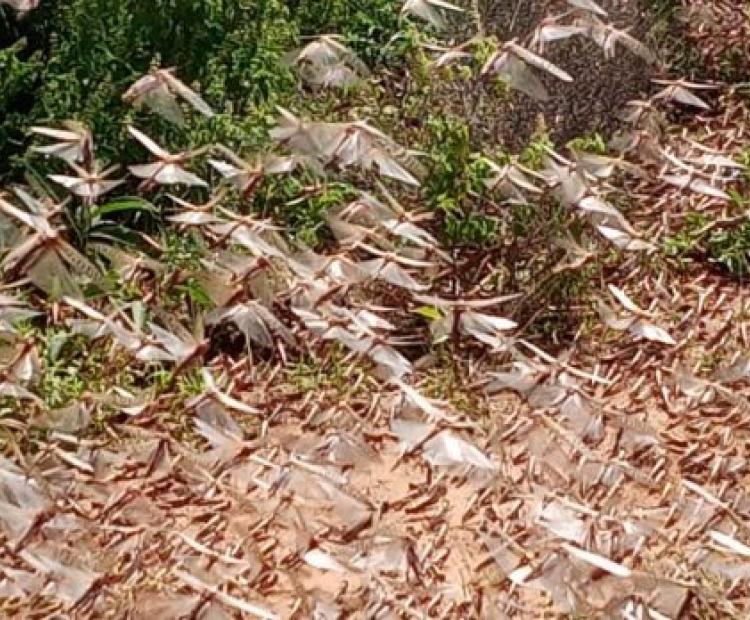 Desert locust invasion in Sagante/Jaldessa Ward 17th January 2021 Marsabit County